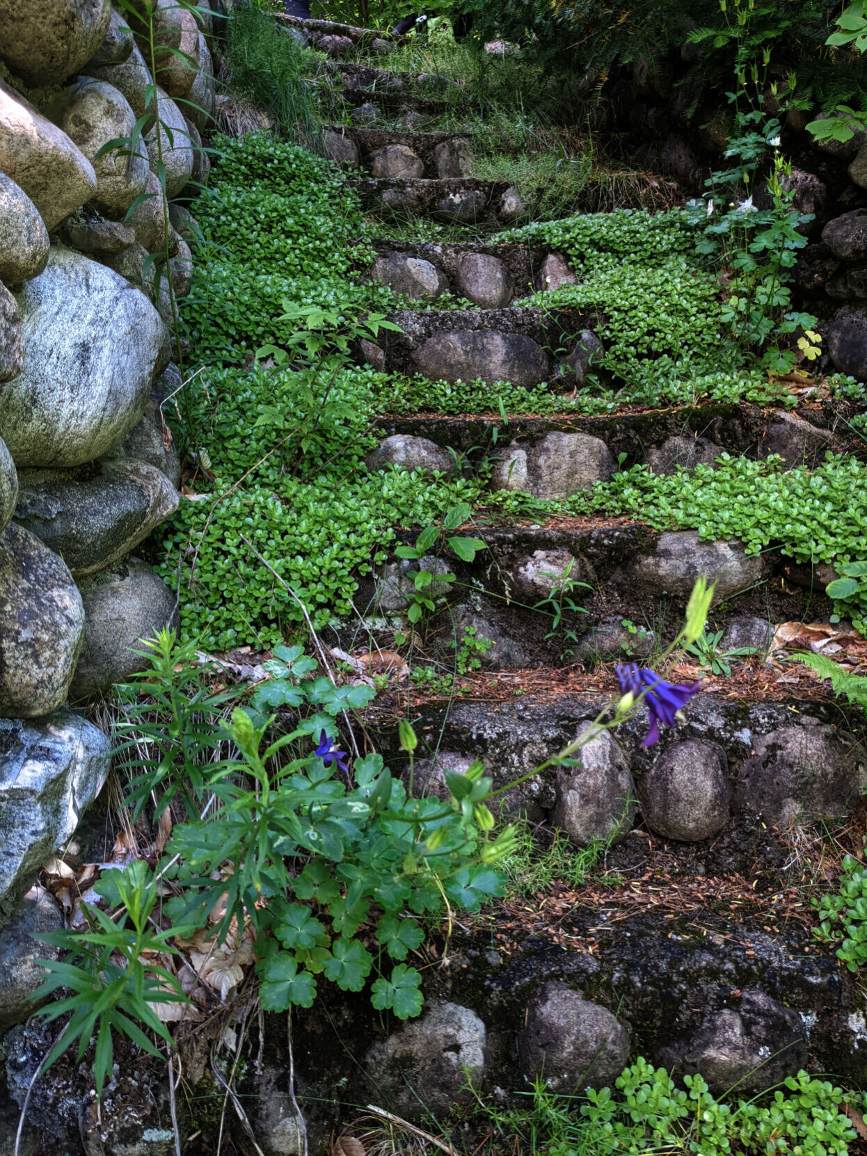 Nature takes stairs.jpg